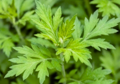 Artemisia Extract